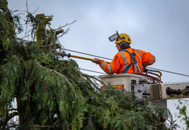 How Our Tree Care Process Works  in  Fords Prairie, WA